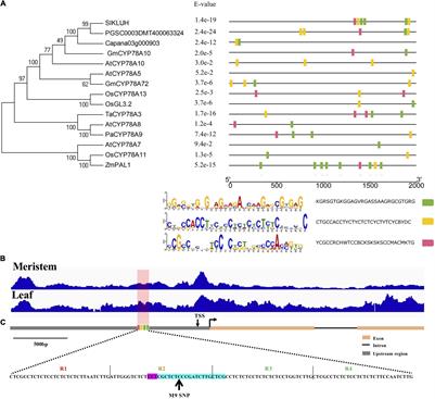 Increasing Fruit Weight by Editing a Cis-Regulatory Element in Tomato KLUH Promoter Using CRISPR/Cas9